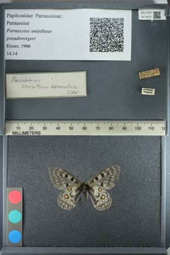 Media type: image;   Entomology 174531